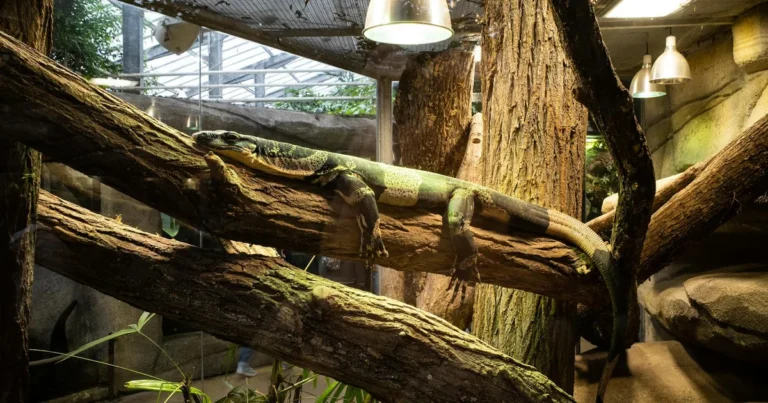 Orientarium w łódzkim ZOO: klimat Azji Południowo-Wschodniej w środku Polski
